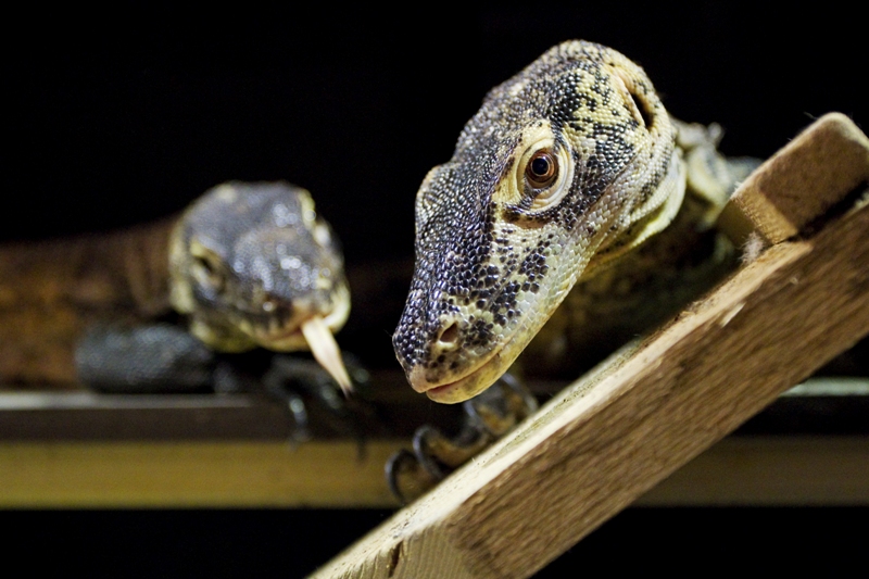 Varan komodský, foto (c) Tomáš Adamec